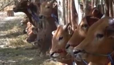 Pemkab Kobar Siapkan Puluhan Ekor Sapi Kurban untuk Disebar ke Semua Kecamatan