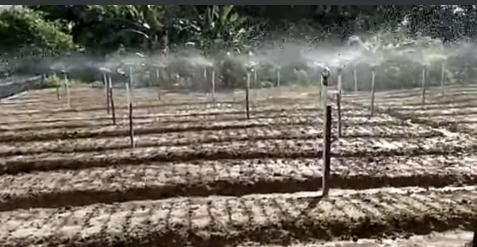 Inovatif, Pemdes Ipuh Bangun Jaya Budidayakan Bawang Merah dengan Irigasi Sprinkler