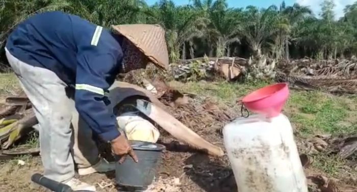 Manfaatkan Batang Kelapa Sawit Sebagai Penghasil Bahan Baku Gula Merah