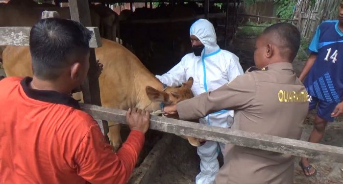 Distan Pastikan Pasokan Sapi Kurban di Kotim Terpenuhi