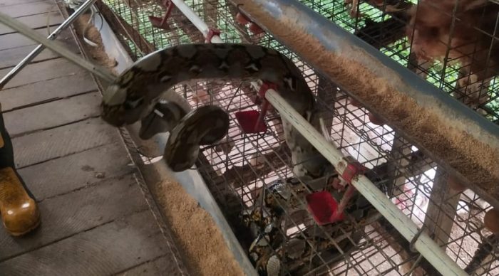 Keluhkan Ayamnya yang Terus Berkurang, Peternak Kaget Temukan Ular Piton di Kandang
