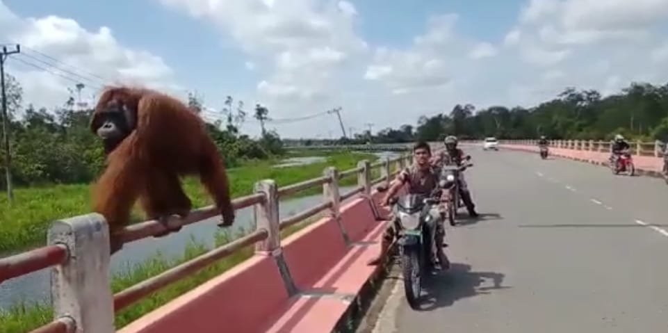 Viral Orang Utan “Nongol” di Jembatan Kotawaringin Lama, Malah Ramai Jadi Tontonan