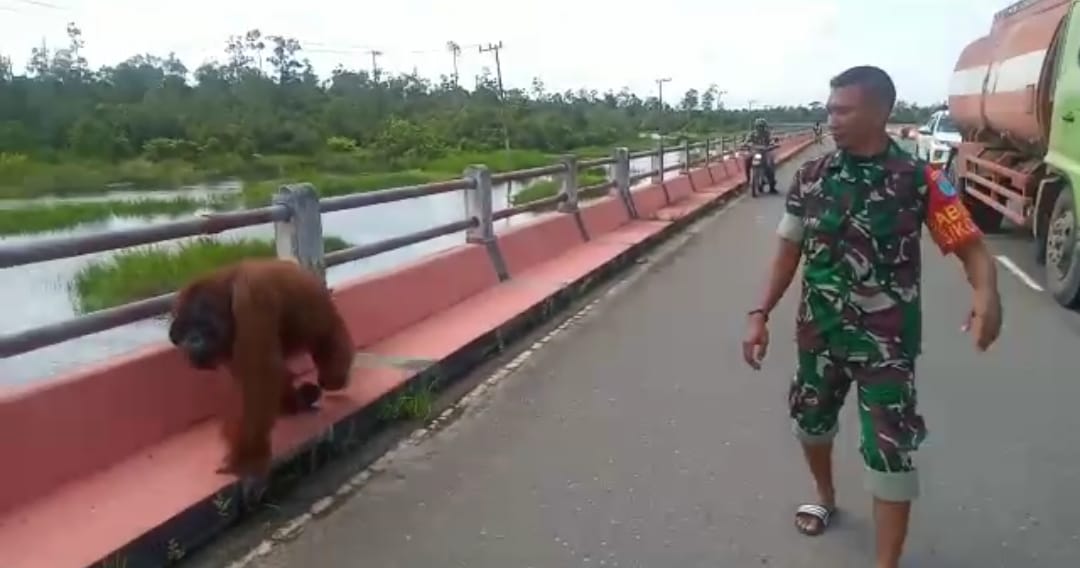Anggota TNI Kolam Giring Orangutan yang Nyasar di Jembatan