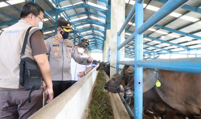 Polres Kobar Bantu Awasi Penanganan Wabah PMK pada Hewan Ternak
