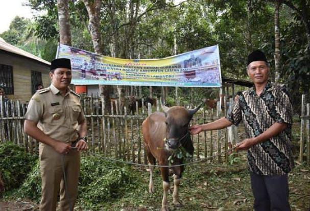 Bupati Salurkan Puluhan Sapi Qurban untuk Masjid-masjid di Lamandau