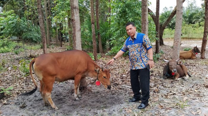 PDAM Tirta Arut Pangkalan Bun Sumbang Sapi Qurban untuk Warga