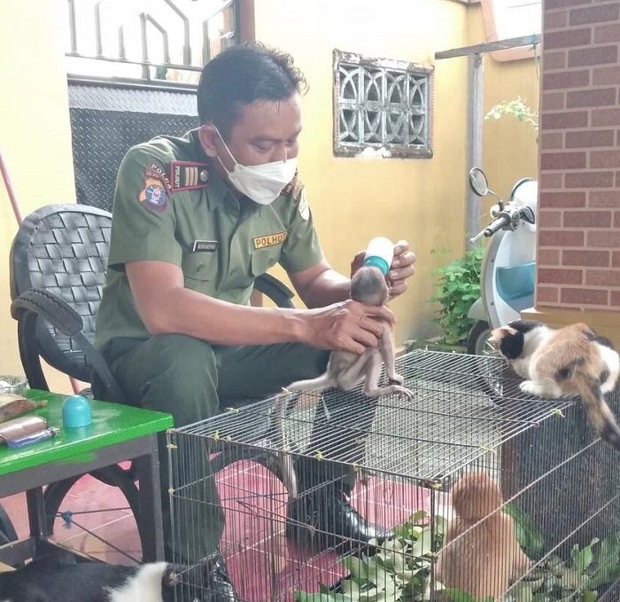 Terpisah dari Induk, Anak Orang Utan ini Diasuh Warga dan Diserahkan ke BKSDA