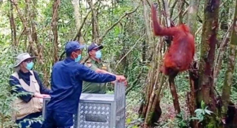 Sebelas Individu Orangutan Ini Dilepasliarkan di TNTP dan Kawasan Suaka