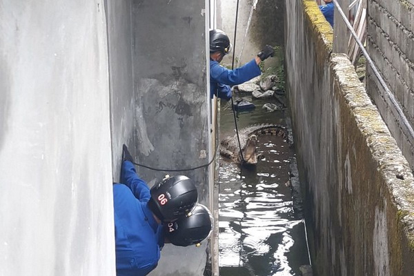 Masuk ke Pemukiman, Buaya Sepanjang Dua Meter Gegerkan Warga Sampit