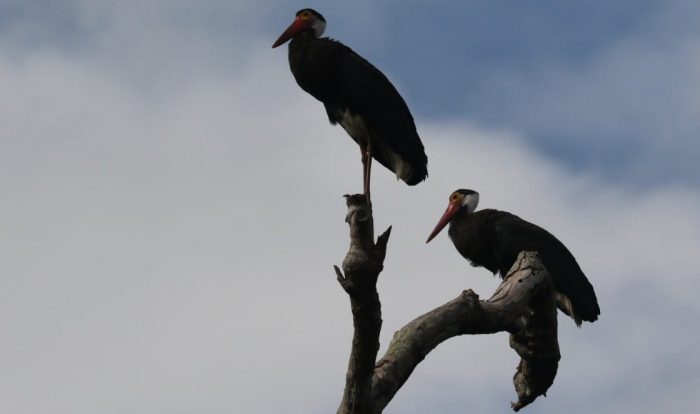 Bangau Hutan Rawa, Burung Terlangka di Dunia ini Kembali Terlihat di TNTP