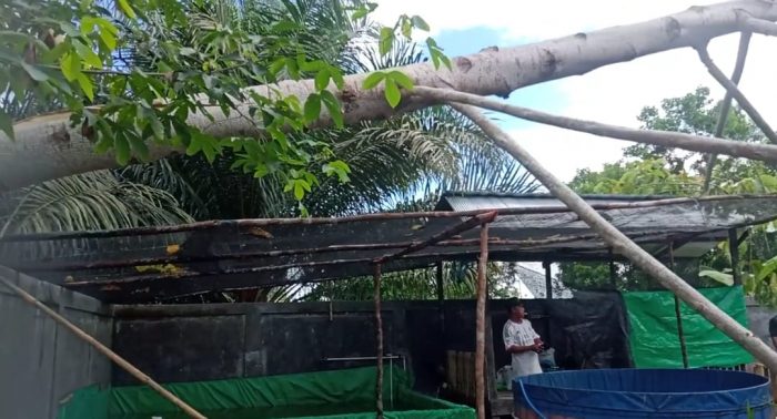 Dua Rumah Rusak Tertimpa Pohon akibat Cuaca Ekstrem di Pangkalan Bun