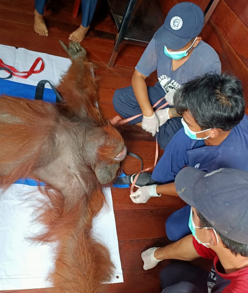 Petugas BKSDA Kobar Evakuasi Orang Utan yang Ditembak dengan Tiga Butir Peluru Senapan Angin