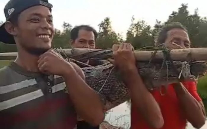Buaya Muara di Desa Tanjung Terantang Ditangkap Warga