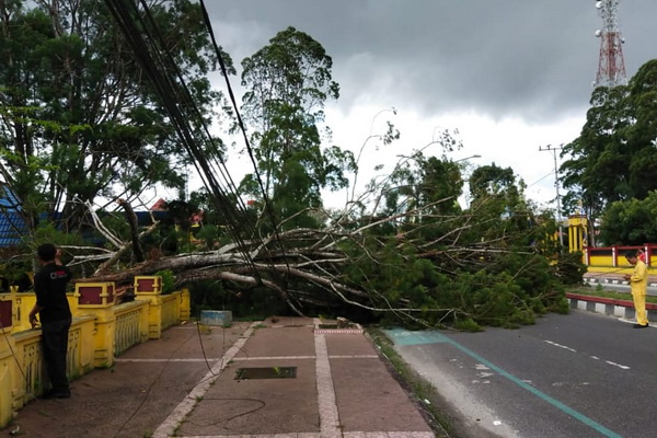 Pohon Tumbang Nyaris Timpa Pengendara Motor