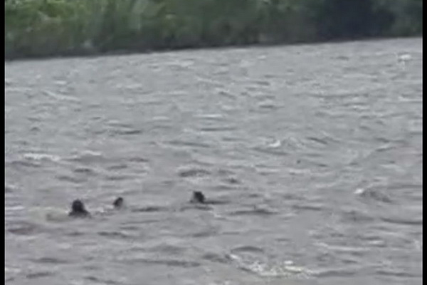 Akibat Karam, Tiga Penumpang Perahu Ces Terombang-ambing di Sungai Saat Hujan Deras