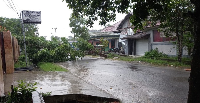 Waspada! Hujan dan Angin Kencang Guyur Sampit, Banyak Pohon Tumbang