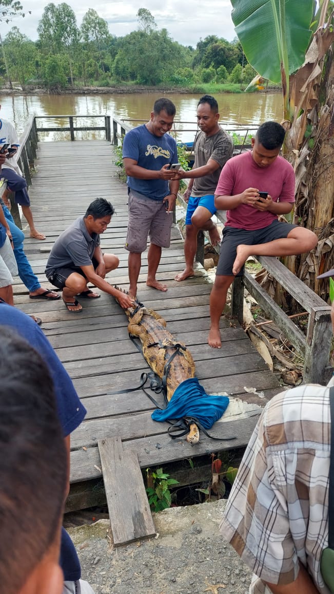 Buaya Kuning Terperangkap Dijebakan Ikan, Gegerkan Warga Kasongan