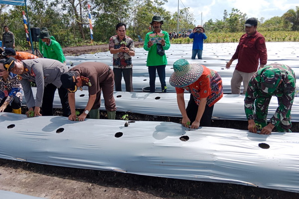 Antisipasi Kenaikan Inflasi, Pemkab Katingan Tanam Cabe Rawit