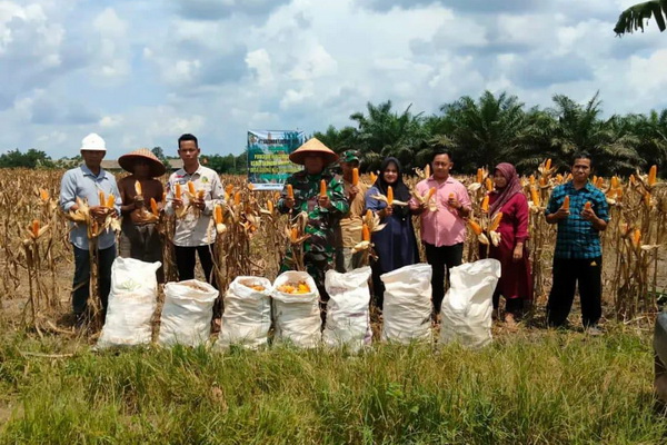 Panen Melimpah, Poktan Desa Tabiku Hasilkan Lima Ton Jagung