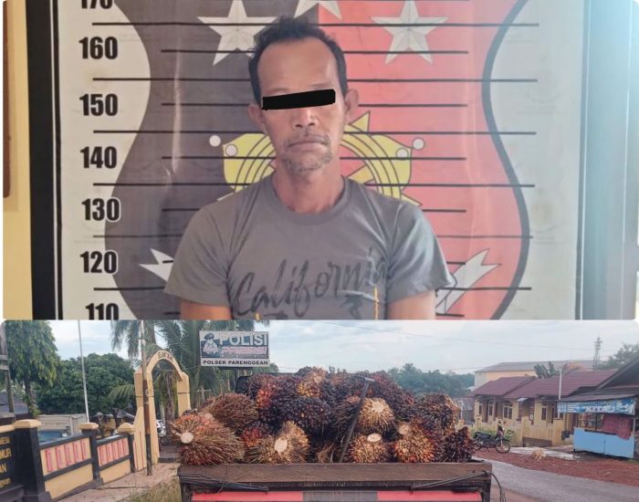 Warga Parenggean ini Ditangkap Polisi Usai Nekat Curi Buah Sawit Milik PT SSP