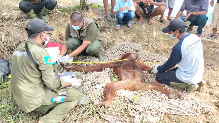 Dampak Kerusakan Hutan, Dua Orangutan Masuk ke Pemukiman Warga