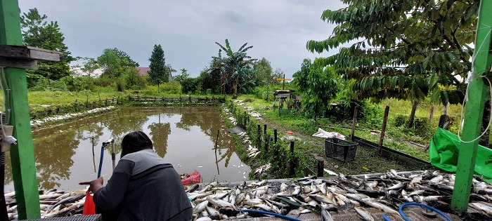 Ikan Patin Mati Mendadak, Petani Rugi Ratusan Juta