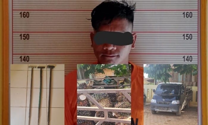 Malam Tahun Baru Malah Curi Sawit Perusahaan, Pria ini Akhirnya Diamankan Polisi