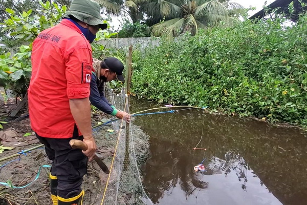 Buaya Muara Muncul di Sungai Mentawa, Warga Khawatir