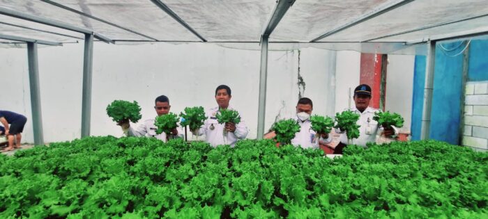 Budidayakan Kebun Hidroponik, Lapas Pangkalan Bun Berhasil Panen Sayur Selada