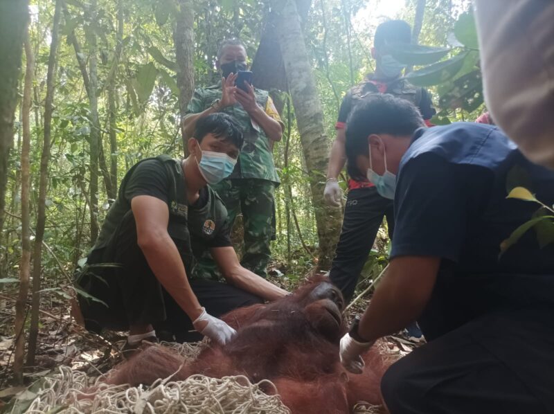 Bandara Iskandar Pangkalan Bun Dimasuki Orangutan yang Berbobot 30 Kg