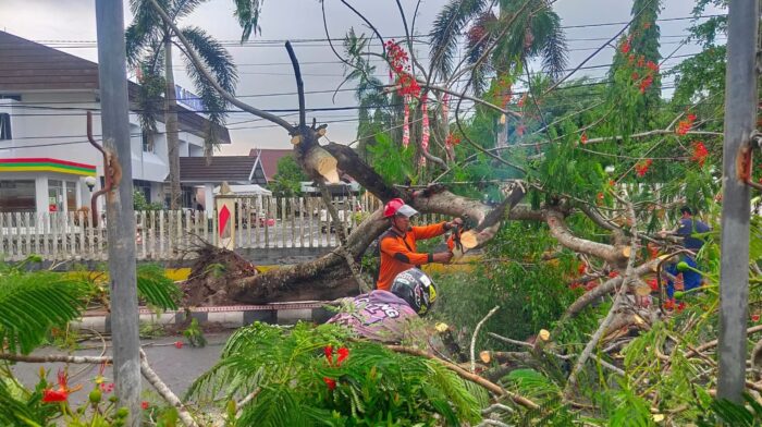 Hujan Lebat Disertai Angin Kencang Sebabkan Pohon di Samping Bank Kalteng Tumbang