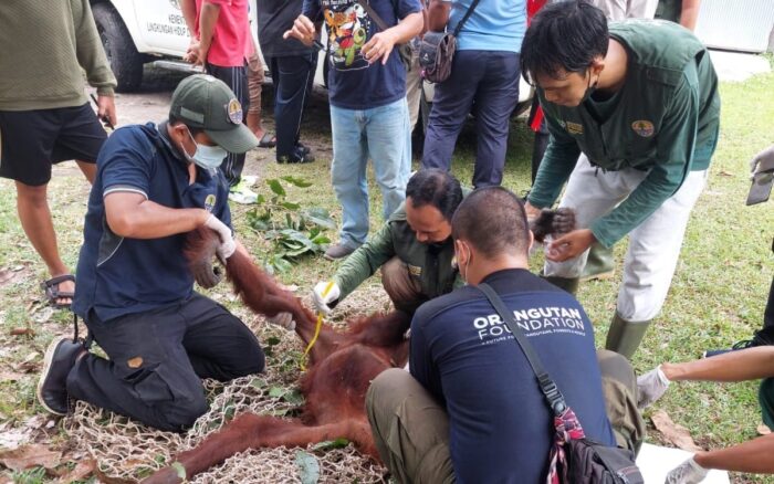 Induk dan Bayi Orangutan di Area Lanud Iskandar Berhasil Diselamatkan