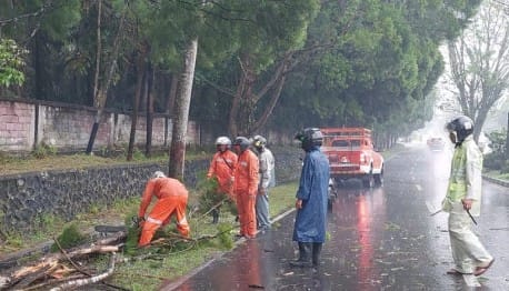 Hujan Angin Kerap Terjadi, BPBD Kobar Imbau Warga Waspada Pohon Tumbang