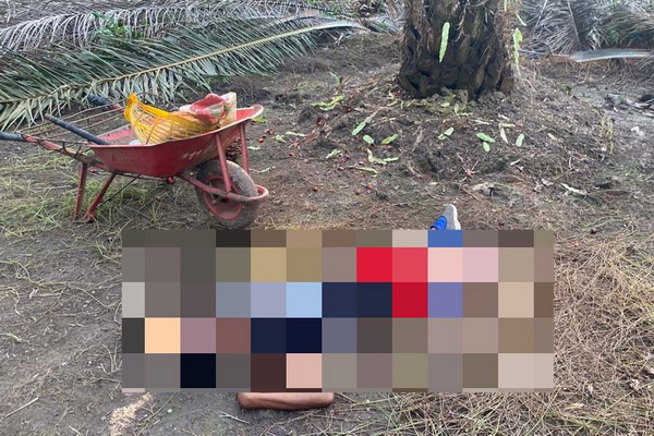 Karyawan Perkebunan Tewas saat Memanen Kelapa Sawit