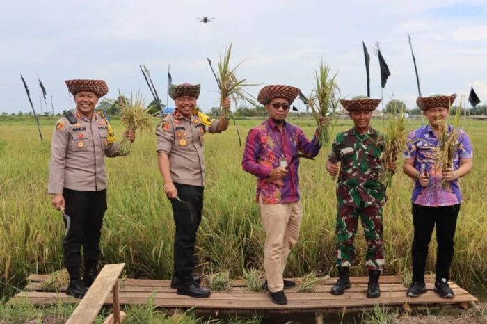 Tinjau Food Estate di Desa Bentuk Jaya, Wakapolda Kalteng Berkesempatan Panen Perdana