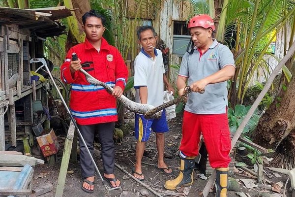 Musim Hujan Ular Rawan Masuk Pemukiman, BPK Tirta Borneo Kapuas Imbau Masyarakat Jaga Kebersihan