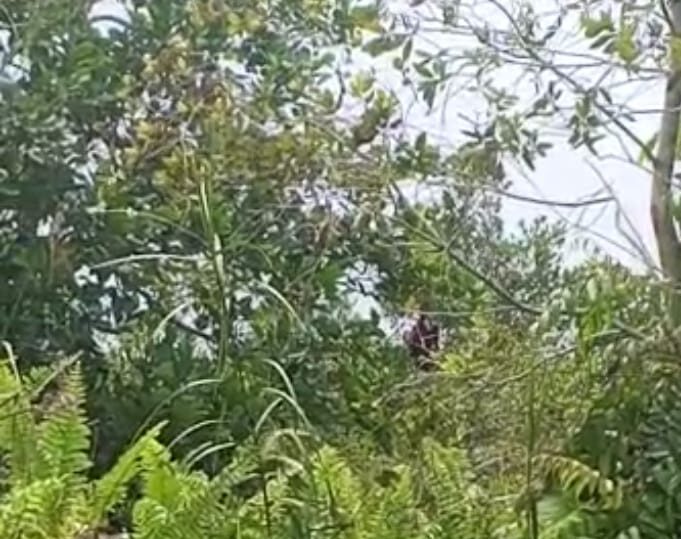 Cari Makan, Seekor Orangutan Masuk ke Pemukiman Warga di Jalan Sawit Raya Sampit