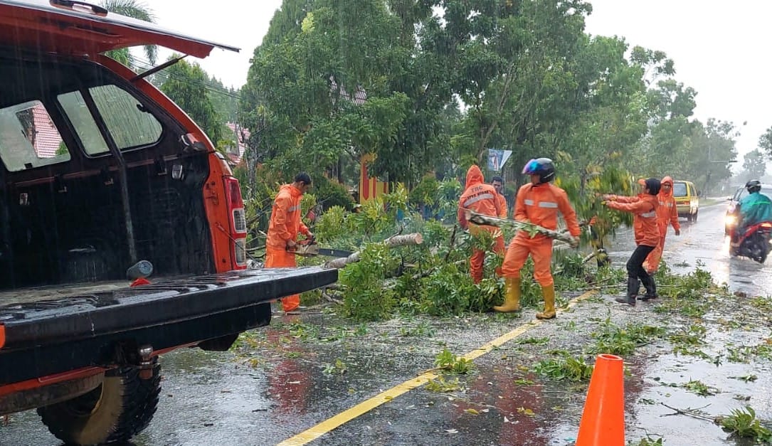 Hujan Deras Disertai Angin Kencang, Dua Pohon Tumbang di Pangkalan Bun