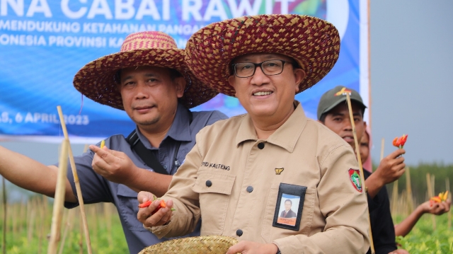 Kelompok Tani Binaan BI Kalteng Panen, Hasilnya Bisa Capai 14 Ton Cabai Rawit