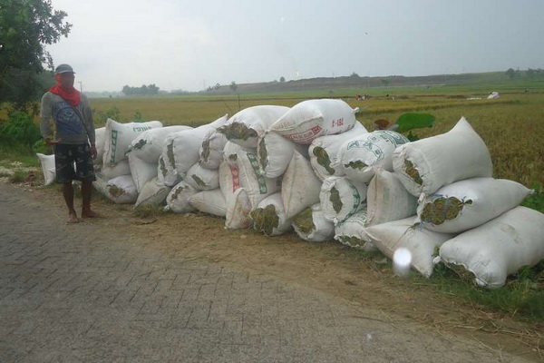 Harga Gabah di Kalteng Capai Rp5000 per Kilogram