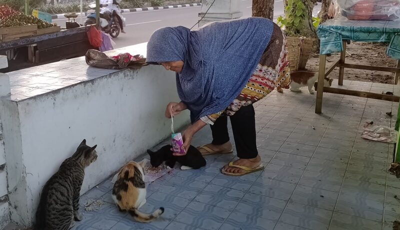 Selama Sebelas Tahun, Nenek di Pangkalan Bun ini Sisihkan Uang untuk Beri Makan Kucing Liar
