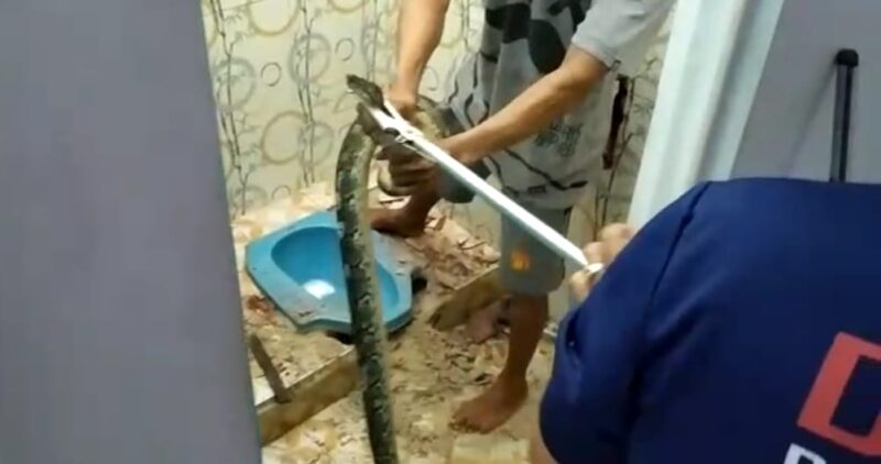 Hii! Ular Piton 1,5 Meter Mendadak Nongol dari Lubang WC di Kumai