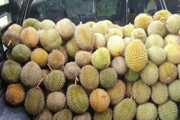 Diminati Banyak Orang, Pedagang Durian di Katingan Raup Keuntungan