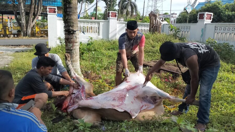 Potong Tiga Hewan Kurban, PWI Kobar Salurkan Daging Kepada Anggota dan Warga Sekitar