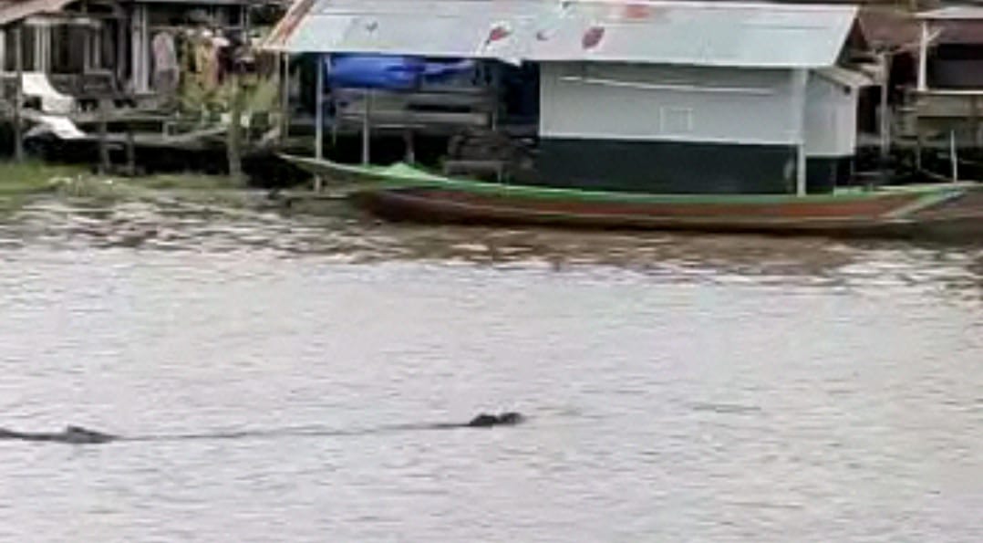 Usai Pangkalan Bun Diguyur Hujan Semalaman, Buaya Muara Muncul di Sungai Arut