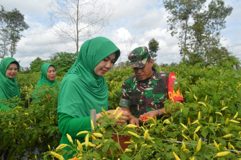 Didampingi Ketua Persit, Dandim Pangkalan Bun Panen Raya Hortikultura