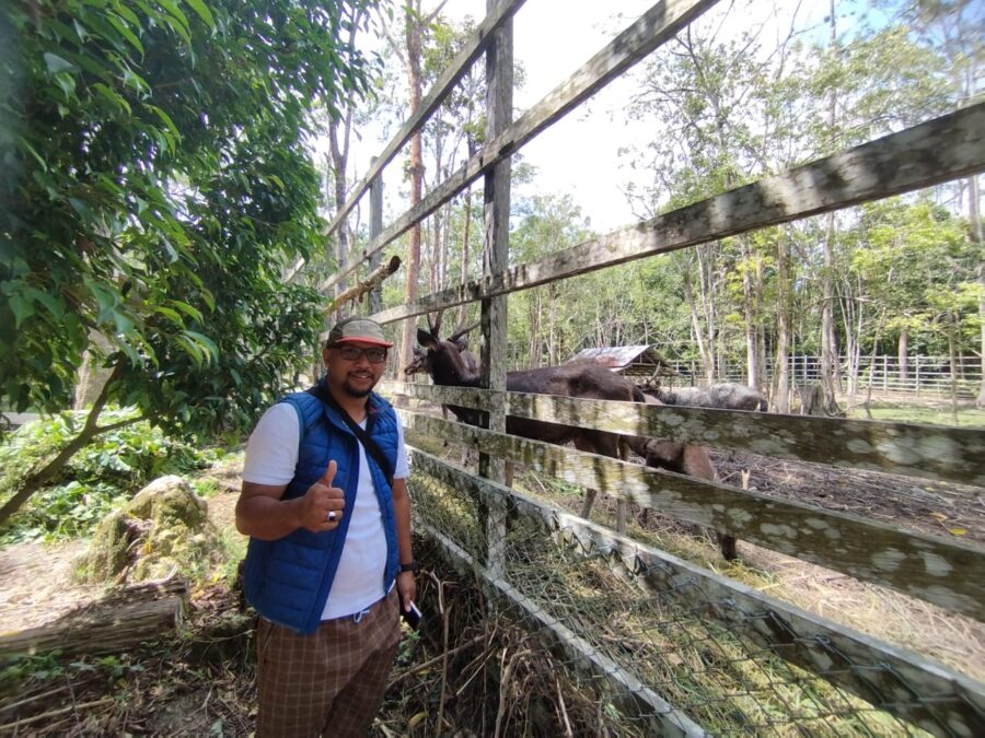 Penangkaran Rusa di Bukit Hibul Berpotensi Tingkatkan PAD Lamandau