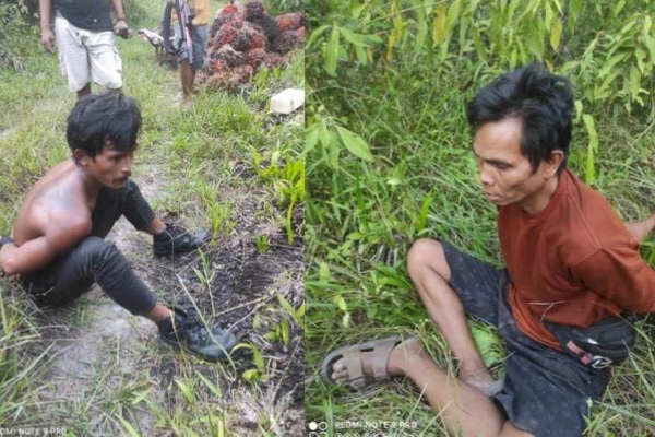 Dua Pencuri Sawit Tepergok Warga di Desa Pelantaran