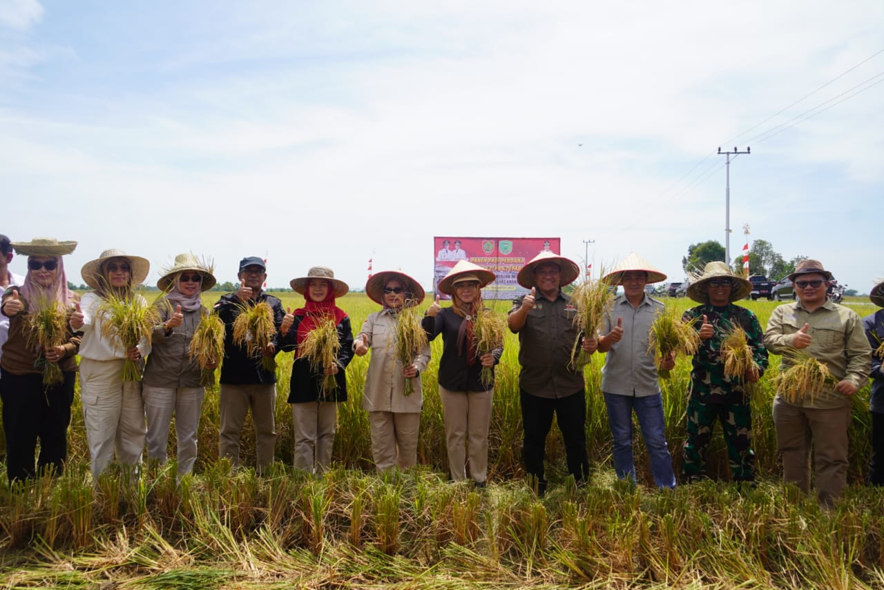 Wagub Kalteng Edy Pratowo Panen Perdana Padi Varietas IR 42/PB-42 di Desa Belanti Siam
