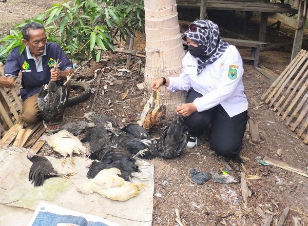Akibat Asap Karhutla, Puluhan Ayam di Kapuas Mati